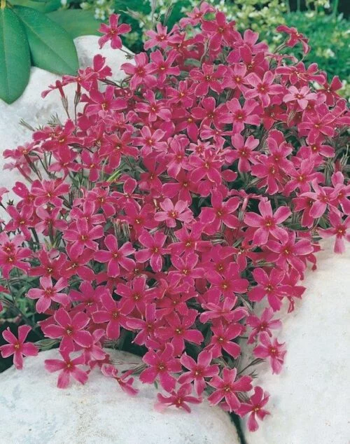 Floks szydlasty ' Atropurpurea'